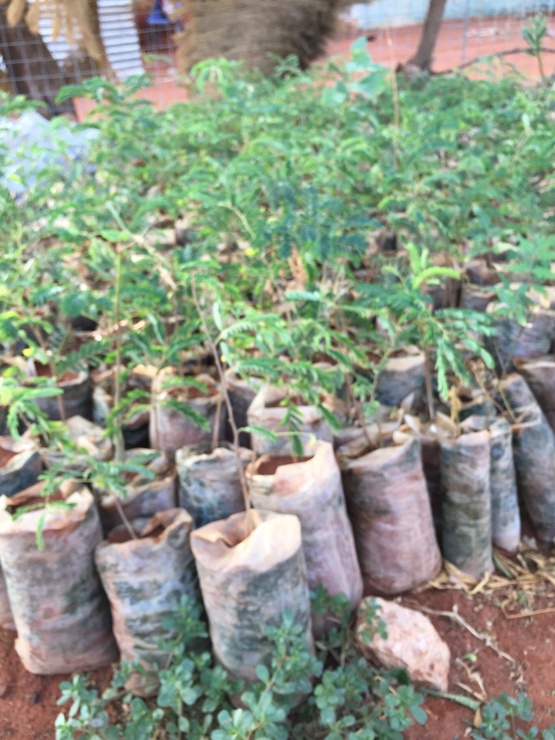 Tree seedlings at an APCO environmental nursery under the Ramaad project